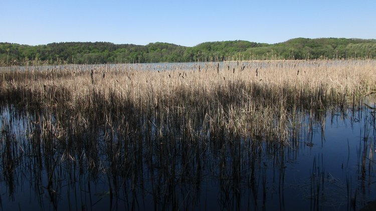 Blick über den Schermützelsee